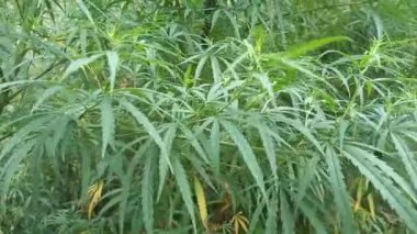 cannabis bush. hemp leaves. marijuana stalks. drug. legalize.
