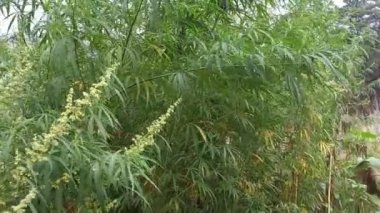cannabis bush. hemp leaves. marijuana stalks. drug. legalize.