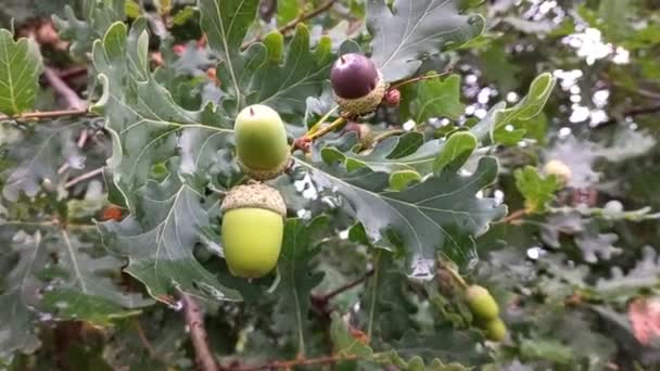 Beautiful Acorns Branches Green Acorns More Green Acorns Background Green — Stock Video