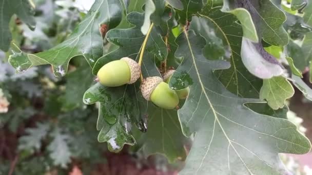 Beautiful Acorns Branches Green Acorns More Green Acorns Background Green — Stockvideo