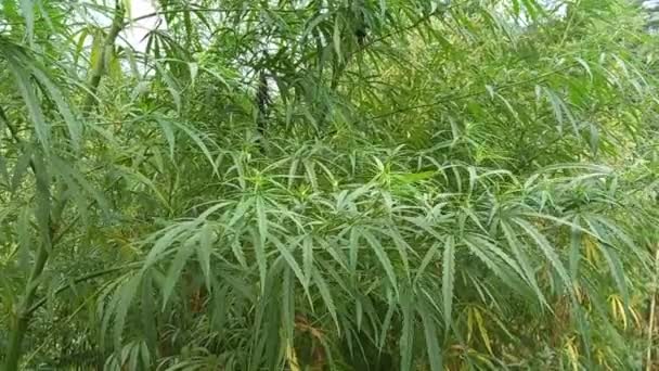 Cannabis Bush Hemp Leaves Marijuana Stalks Drug Legalize — Vídeos de Stock