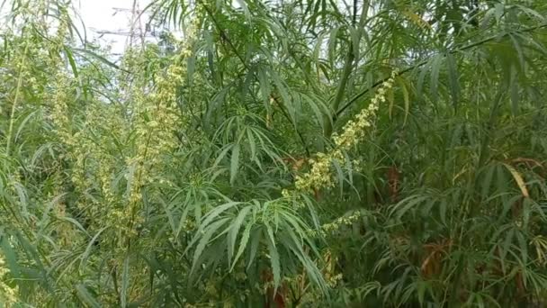 Cannabis Bush Hemp Leaves Marijuana Stalks Drug Legalize — ストック動画