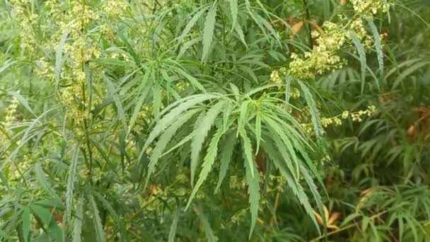 Cannabis Bush Hemp Leaves Marijuana Stalks Drug Legalize — Vídeo de stock