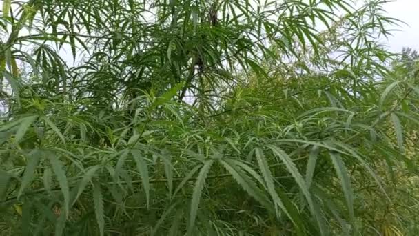 Cannabis Bush Hemp Leaves Marijuana Stalks Drug Legalize — Vídeos de Stock