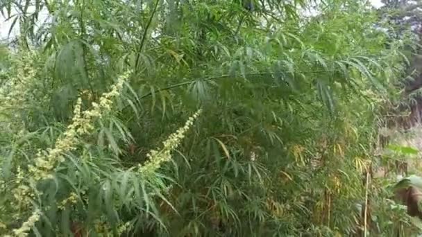 Cannabis Bush Hemp Leaves Marijuana Stalks Drug Legalize — Stockvideo