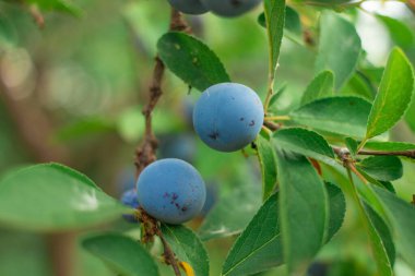 blue plums on a branch. big plum. large blue berries. small plum berry