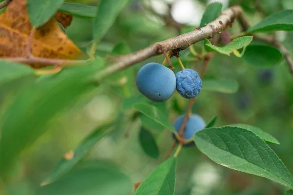 blue plums on a branch. big plum. large blue berries. small plum berry