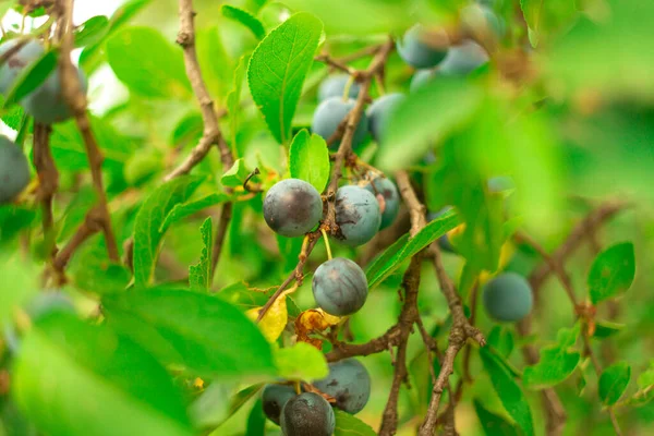 blue plums on a branch. big plum. large blue berries. small plum berry