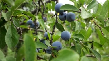 blue plums on a branch. big plum. large blue berries. small plum berry