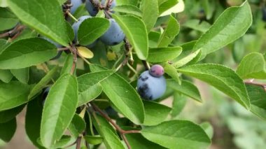 blue plums on a branch. big plum. large blue berries. small plum berry