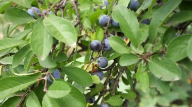 blue plums on a branch. big plum. large blue berries. small plum berry