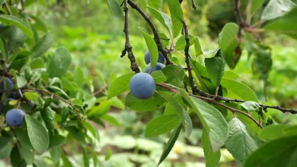 Blue Plums Branch Big Plum Large Blue Berries Small Plum — Vídeo de Stock