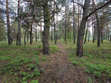 walk through the pine forest. path in the forest. Road in a beautiful forest. a forest path through a pine tree forest. rest at nature. trekking in the forest.