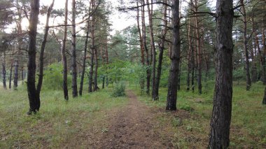 walk through the pine forest. path in the forest. Road in a beautiful forest. a forest path through a pine tree forest. rest at nature. trekking in the forest.