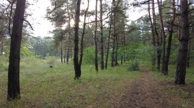 walk through the pine forest. path in the forest. Road in a beautiful forest. a forest path through a pine tree forest. rest at nature. trekking in the forest.