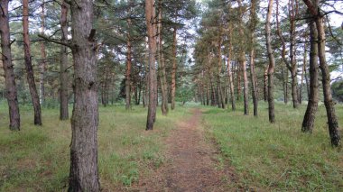 walk through the pine forest. path in the forest. Road in a beautiful forest. a forest path through a pine tree forest. rest at nature. trekking in the forest.