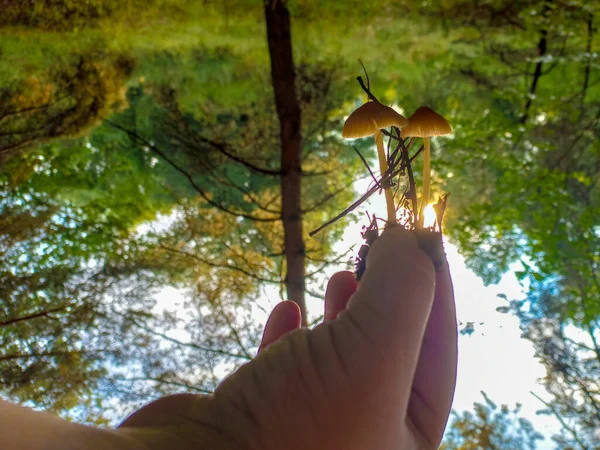 Mushrooms Hand Female Hands Hold Mushrooms Collected Forest Fresh Delicious — Stock Photo, Image