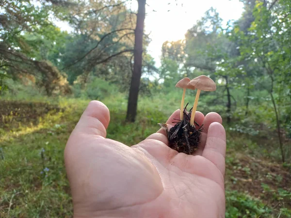 Mushrooms Hand Female Hands Hold Mushrooms Collected Forest Fresh Delicious — 스톡 사진