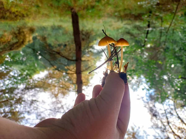 Mushrooms Hand Female Hands Hold Mushrooms Collected Forest Fresh Delicious — ストック写真