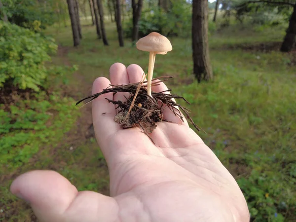 Mushrooms Hand Female Hands Hold Mushrooms Collected Forest Fresh Delicious — Stockfoto