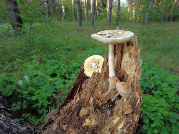 Mushrooms Tree Forest Group Tiny Wild Mushrooms Heath Heather Flowers — Foto Stock