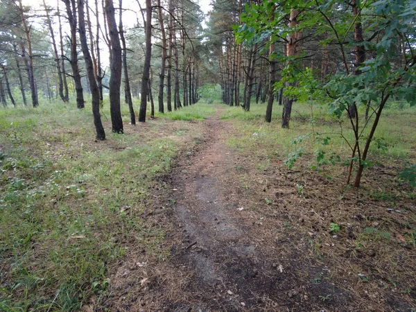 walk through the pine forest. path in the forest. Road in a beautiful forest. a forest path through a pine tree forest. rest at nature. trekking in the forest.