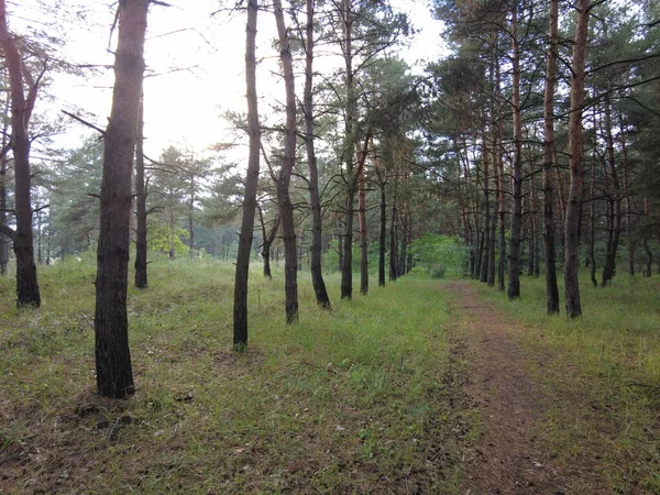 walk through the pine forest. path in the forest. Road in a beautiful forest. a forest path through a pine tree forest. rest at nature. trekking in the forest.