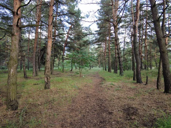 Walk Pine Forest Path Forest Road Beautiful Forest Forest Path — Stock Fotó