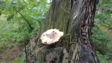 mushrooms on a tree in the forest. Group of tiny wild mushrooms among heath, heather flowers and green juicy moss. Magic background of an enchanted forest scene. Nice mushrooms in the forest