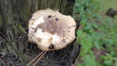 mushrooms on a tree in the forest. Group of tiny wild mushrooms among heath, heather flowers and green juicy moss. Magic background of an enchanted forest scene. Nice mushrooms in the forest