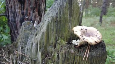 mushrooms on a tree in the forest. Group of tiny wild mushrooms among heath, heather flowers and green juicy moss. Magic background of an enchanted forest scene. Nice mushrooms in the forest