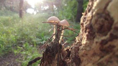 mushrooms on a tree in the forest. Group of tiny wild mushrooms among heath, heather flowers and green juicy moss. Magic background of an enchanted forest scene. Nice mushrooms in the forest