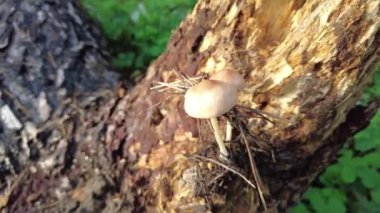 mushrooms on a tree in the forest. Group of tiny wild mushrooms among heath, heather flowers and green juicy moss. Magic background of an enchanted forest scene. Nice mushrooms in the forest