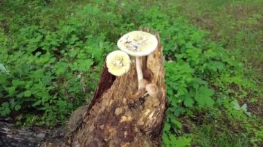 mushrooms on a tree in the forest. Group of tiny wild mushrooms among heath, heather flowers and green juicy moss. Magic background of an enchanted forest scene. Nice mushrooms in the forest