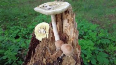 mushrooms on a tree in the forest. Group of tiny wild mushrooms among heath, heather flowers and green juicy moss. Magic background of an enchanted forest scene. Nice mushrooms in the forest