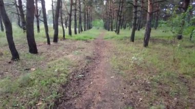 walk through the pine forest. path in the forest. Road in a beautiful forest. a forest path through a pine tree forest. rest at nature. trekking in the forest.