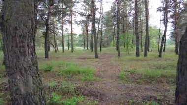 walk through the pine forest. path in the forest. Road in a beautiful forest. a forest path through a pine tree forest. rest at nature. trekking in the forest.