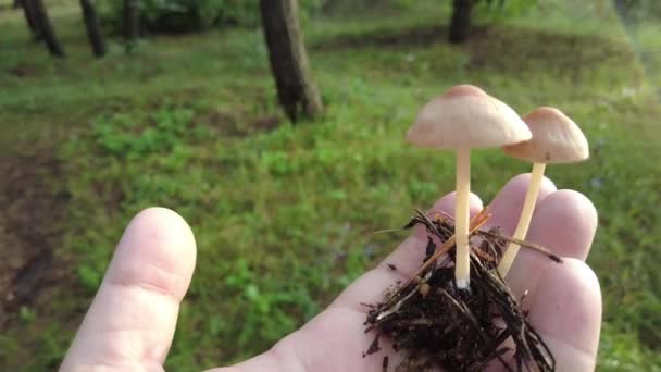 Mushrooms Hand Female Hands Hold Mushrooms Collected Forest Fresh Delicious — Video Stock