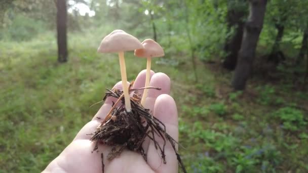Mushrooms Hand Female Hands Hold Mushrooms Collected Forest Fresh Delicious — Vídeos de Stock