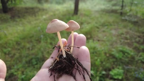 Mushrooms Hand Female Hands Hold Mushrooms Collected Forest Fresh Delicious — Vídeos de Stock