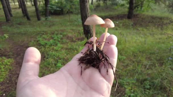 Mushrooms Hand Female Hands Hold Mushrooms Collected Forest Fresh Delicious — Stock Video