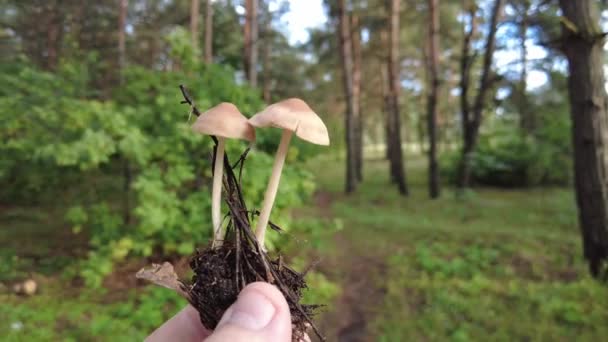 Mushrooms Hand Female Hands Hold Mushrooms Collected Forest Fresh Delicious — Wideo stockowe