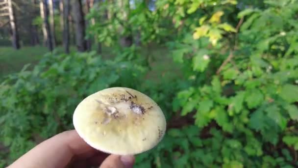 Mushrooms Hand Female Hands Hold Mushrooms Collected Forest Fresh Delicious — Stock video