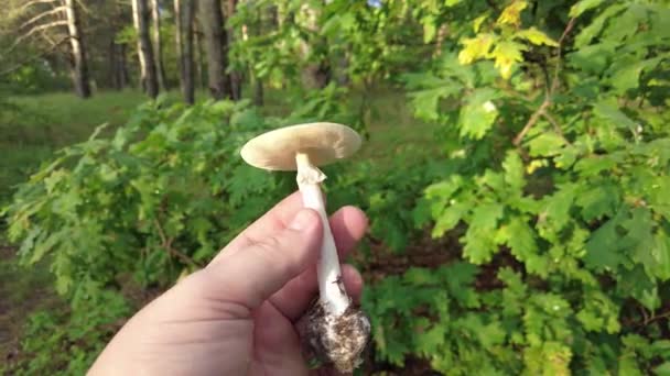 Mushrooms Hand Female Hands Hold Mushrooms Collected Forest Fresh Delicious — Vídeo de Stock