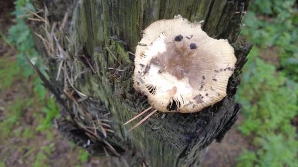 Mushrooms Tree Forest Group Tiny Wild Mushrooms Heath Heather Flowers — Video Stock