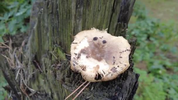 Mushrooms Tree Forest Group Tiny Wild Mushrooms Heath Heather Flowers — Stock video