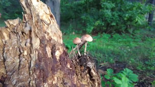 Mushrooms Tree Forest Group Tiny Wild Mushrooms Heath Heather Flowers — Vídeos de Stock