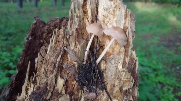 Mushrooms Tree Forest Group Tiny Wild Mushrooms Heath Heather Flowers — Vídeos de Stock