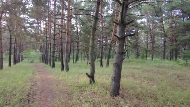 Walk Pine Forest Path Forest Road Beautiful Forest Forest Path — Videoclip de stoc