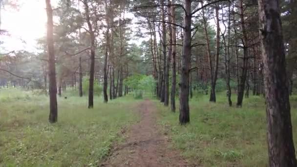 Walk Pine Forest Path Forest Road Beautiful Forest Forest Path — Vídeo de Stock